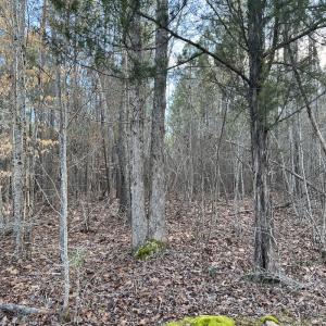 Photo #33 of SOLD property in Off Odell Littleton Road , Littleton , NC 200.0 acres