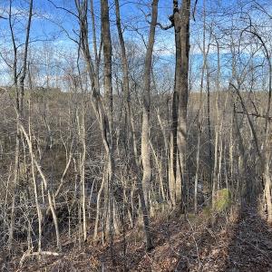 Photo #34 of SOLD property in Off Odell Littleton Road , Littleton , NC 200.0 acres