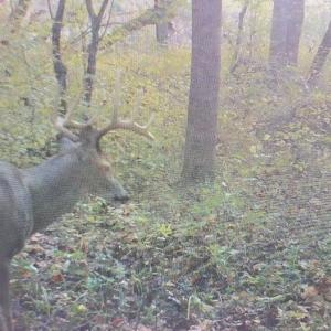 Photo #48 of SOLD property in Off Odell Littleton Road , Littleton , NC 200.0 acres