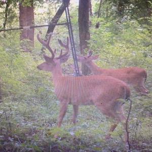 Photo #49 of SOLD property in Off Odell Littleton Road , Littleton , NC 200.0 acres