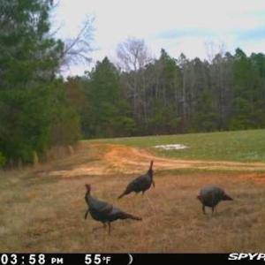 Photo #50 of SOLD property in Off Odell Littleton Road , Littleton , NC 200.0 acres