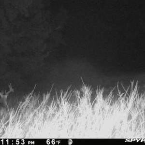 Photo #51 of SOLD property in Off Odell Littleton Road , Littleton , NC 200.0 acres