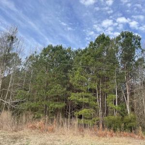 Photo #8 of Off NC 904, Fair Bluff, NC 355.0 acres