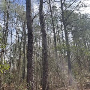 Photo #12 of Off NC 904, Fair Bluff, NC 355.0 acres