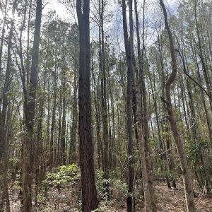 Photo #13 of Off NC 904, Fair Bluff, NC 355.0 acres