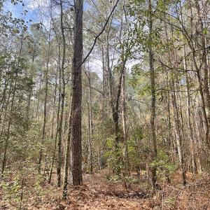 Photo #14 of Off NC 904, Fair Bluff, NC 355.0 acres