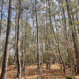 Photo #15 of Off NC 904, Fair Bluff, NC 355.0 acres