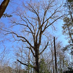 Photo #11 of SOLD property in OFF Western Mill Road , Lawrenceville, VA 40.0 acres