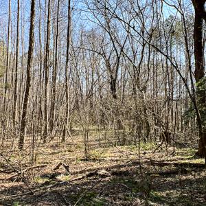 Photo #12 of SOLD property in OFF Western Mill Road , Lawrenceville, VA 40.0 acres