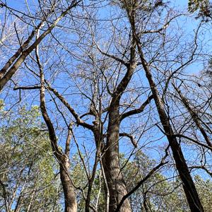 Photo #13 of SOLD property in OFF Western Mill Road , Lawrenceville, VA 40.0 acres