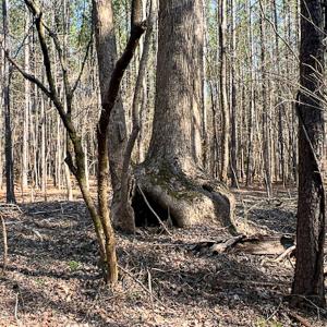 Photo #14 of SOLD property in OFF Western Mill Road , Lawrenceville, VA 40.0 acres