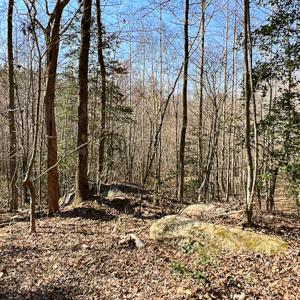 Photo #16 of SOLD property in OFF Western Mill Road , Lawrenceville, VA 40.0 acres