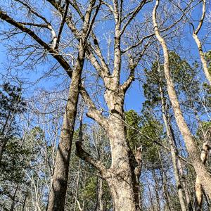 Photo #17 of SOLD property in OFF Western Mill Road , Lawrenceville, VA 40.0 acres