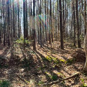 Photo #18 of OFF Western Mill Road , Lawrenceville, VA 40.0 acres