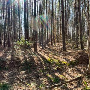 Photo #18 of SOLD property in OFF Western Mill Road , Lawrenceville, VA 40.0 acres