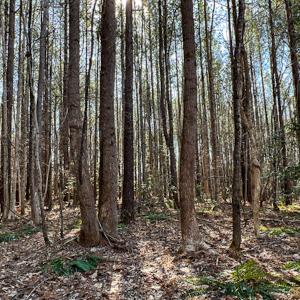 Photo #19 of SOLD property in OFF Western Mill Road , Lawrenceville, VA 40.0 acres