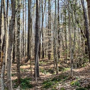 Photo #20 of SOLD property in OFF Western Mill Road , Lawrenceville, VA 40.0 acres