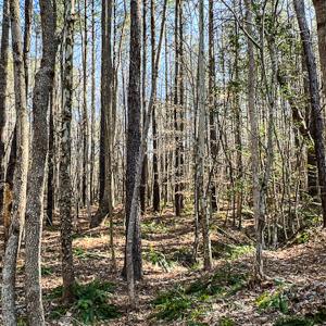 Photo #20 of OFF Western Mill Road , Lawrenceville, VA 40.0 acres