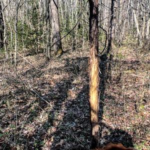 Photo #21 of SOLD property in OFF Western Mill Road , Lawrenceville, VA 40.0 acres