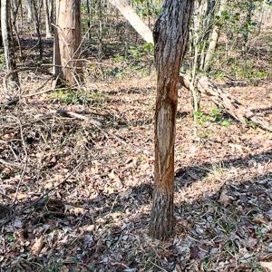 Photo #22 of SOLD property in OFF Western Mill Road , Lawrenceville, VA 40.0 acres