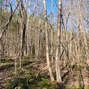 Photo #29 of SOLD property in OFF Western Mill Road , Lawrenceville, VA 40.0 acres