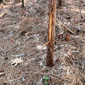 Photo #31 of SOLD property in OFF Western Mill Road , Lawrenceville, VA 40.0 acres