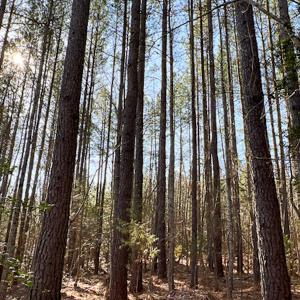 Photo #32 of SOLD property in OFF Western Mill Road , Lawrenceville, VA 40.0 acres