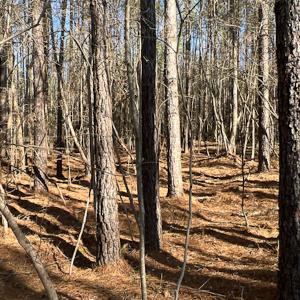 Photo #36 of SOLD property in OFF Western Mill Road , Lawrenceville, VA 40.0 acres