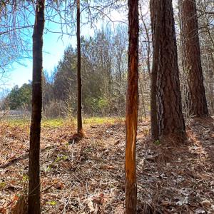 Photo #38 of SOLD property in OFF Western Mill Road , Lawrenceville, VA 40.0 acres