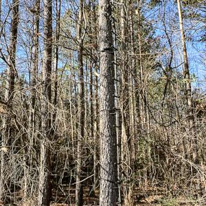 Photo #39 of SOLD property in OFF Western Mill Road , Lawrenceville, VA 40.0 acres