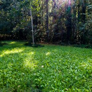 Photo #3 of SOLD property in OFF Western Mill Road , Lawrenceville, VA 40.0 acres