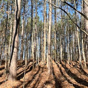 Photo #44 of SOLD property in OFF Western Mill Road , Lawrenceville, VA 40.0 acres