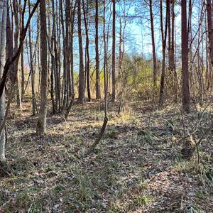Photo #46 of SOLD property in OFF Western Mill Road , Lawrenceville, VA 40.0 acres