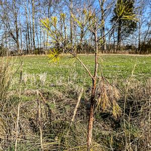 Photo #47 of SOLD property in OFF Western Mill Road , Lawrenceville, VA 40.0 acres