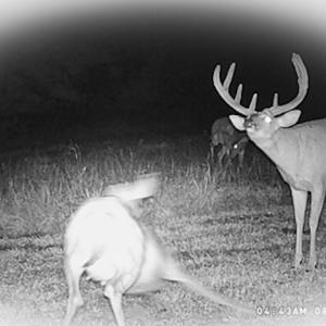 Photo #71 of SOLD property in OFF Western Mill Road , Lawrenceville, VA 40.0 acres