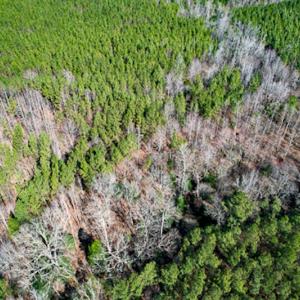 Photo #54 of SOLD property in OFF Western Mill Road , Lawrenceville, VA 40.0 acres