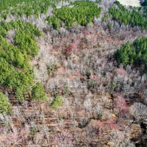 Photo #56 of SOLD property in OFF Western Mill Road , Lawrenceville, VA 40.0 acres