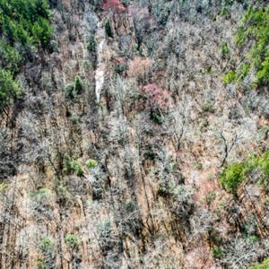 Photo #59 of SOLD property in OFF Western Mill Road , Lawrenceville, VA 40.0 acres