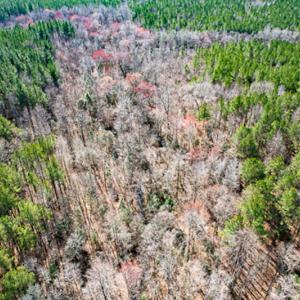 Photo #60 of SOLD property in OFF Western Mill Road , Lawrenceville, VA 40.0 acres