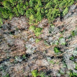 Photo #61 of SOLD property in OFF Western Mill Road , Lawrenceville, VA 40.0 acres