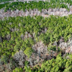 Photo #62 of SOLD property in OFF Western Mill Road , Lawrenceville, VA 40.0 acres
