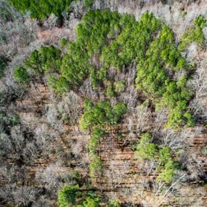 Photo #63 of SOLD property in OFF Western Mill Road , Lawrenceville, VA 40.0 acres