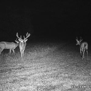 Photo #70 of SOLD property in OFF Western Mill Road , Lawrenceville, VA 40.0 acres