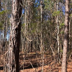 Photo #4 of SOLD property in Off Kelly Rd.  , Bath, NC 15.0 acres