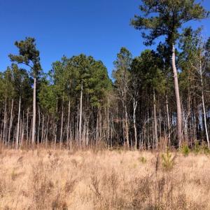 Photo #3 of SOLD property in Off Kelly Rd.  , Bath, NC 15.0 acres
