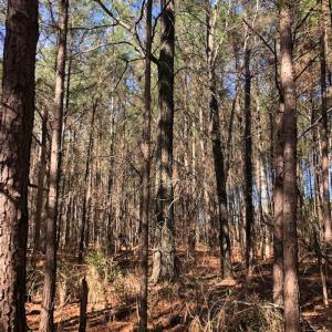 Photo #5 of SOLD property in Off Kelly Rd.  , Bath, NC 15.0 acres