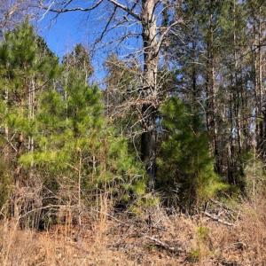 Photo #7 of SOLD property in Off Kelly Rd.  , Bath, NC 15.0 acres