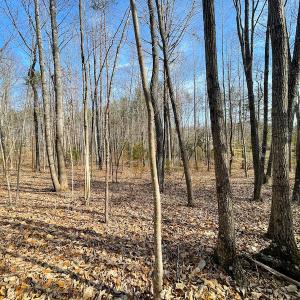 Photo #10 of SOLD property in Off Rapidan Hills Dr., Locust Grove, VA 2.8 acres