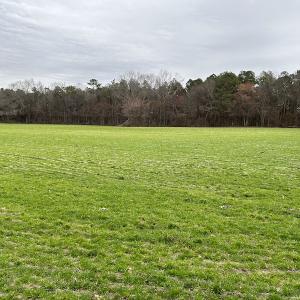 Photo #9 of Off St. Johns Church Road, Goldsboro, NC 111.2 acres