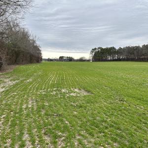 Photo #10 of SOLD property in Off St. Johns Church Road, Goldsboro, NC 111.2 acres